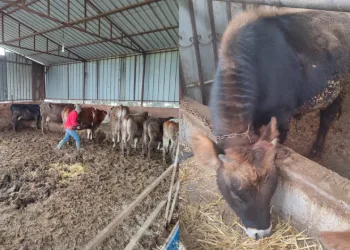Şap aşısı ve küpeleme gerçekleştirildi