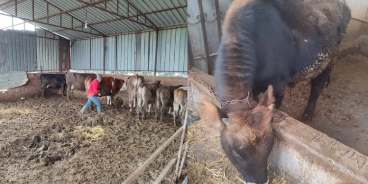 Şap aşısı ve küpeleme gerçekleştirildi
