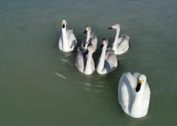 Flamingolar yerini kuğulara bıraktı