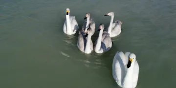 Flamingolar yerini kuğulara bıraktı
