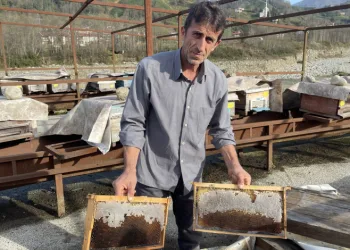 ‘Kafkas arısı’ davası