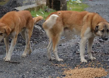 Sokak köpekleri yalnız bırakılmadı
