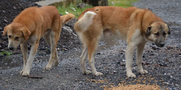 Sokak köpekleri yalnız bırakılmadı