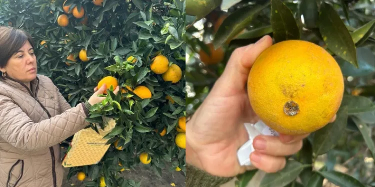 Narenciye bahçeleri kontrol edildi