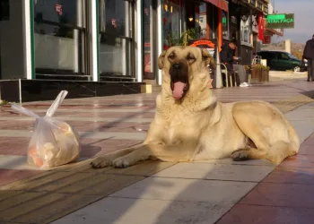 Anne köpeğin şefkati duygulandırdı
