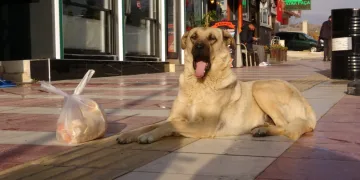 Anne köpeğin şefkati duygulandırdı