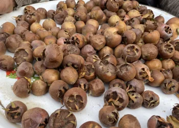 Şifa kaynağı muşmula