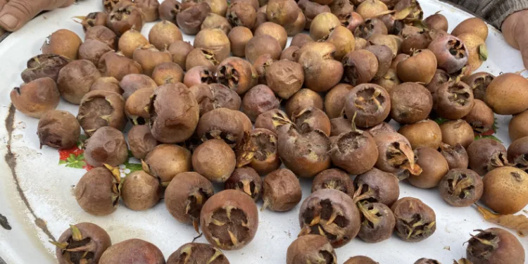 Şifa kaynağı muşmula