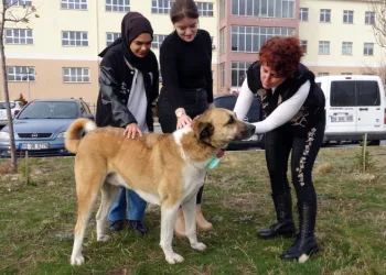 Her gün yollarını gözlüyorlar