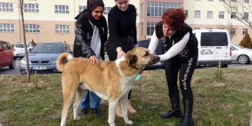 Her gün yollarını gözlüyorlar