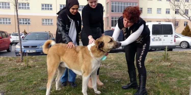 Her gün yollarını gözlüyorlar