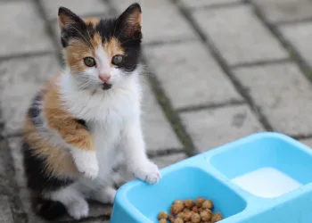Yemek artıkları ile mama ürettiler
