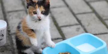 Yemek artıkları ile mama ürettiler