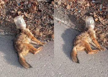 İnsanoğlunun duyarsızlığı bir can daha aldı
