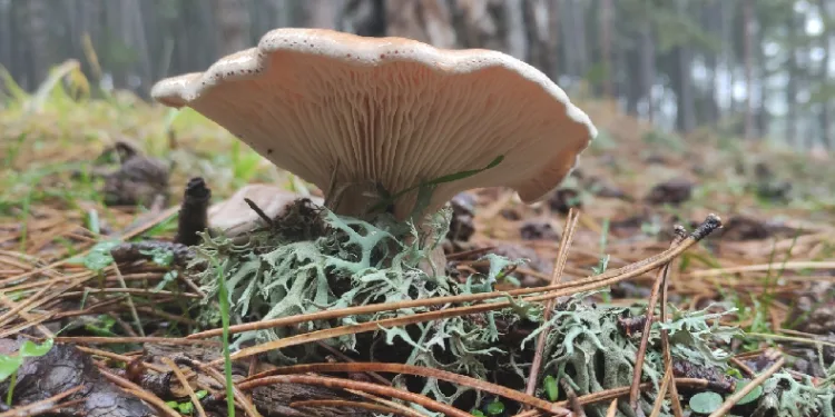 Mantar zehirlenmelerine karşı uyarı