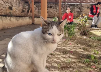 Engellerini kedi sevgisiyle aştı