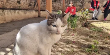 Engellerini kedi sevgisiyle aştı