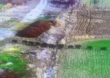 Domuz sürüsü güvenlik kamerasına yansıdı