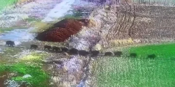 Domuz sürüsü güvenlik kamerasına yansıdı