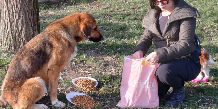 Köpeğine hediye gelen mamaları sokak hayvanlarına dağıttı
