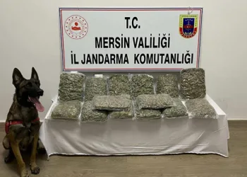 Mersin’de 14 kilo 200 gram skunk ele geçirildi