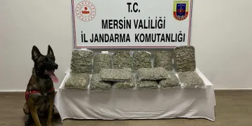 Mersin’de 14 kilo 200 gram skunk ele geçirildi