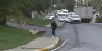 Başıboş köpekler 4 kişiye saldırdı