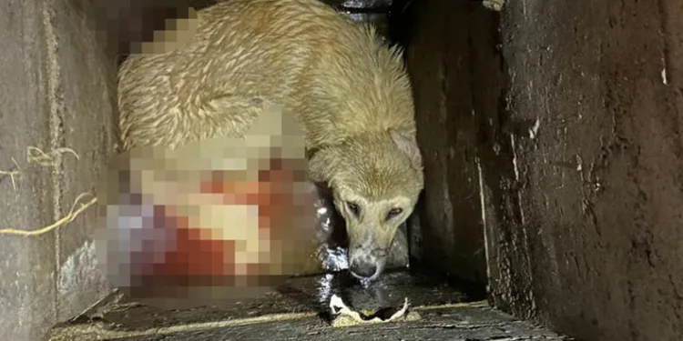 Niğde’de kuyuya düşen köpeği itfaiye ekipleri kurtardı