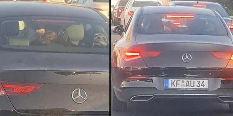 İzmir’de bir suç örgütü daha çökertildi
