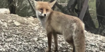 Kahramanmaraş’ta tilki kameralara yakalandı