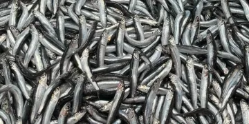 Tezgahlarda hamsi bolluğu