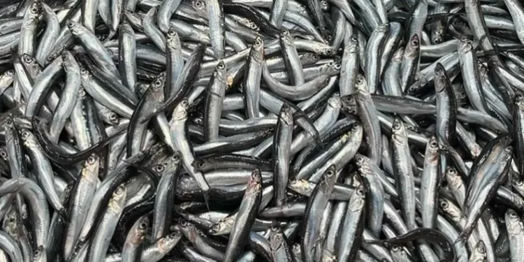 Tezgahlarda hamsi bolluğu