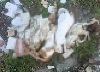 Milas’ta çöpte kedi ölüleri bulundu