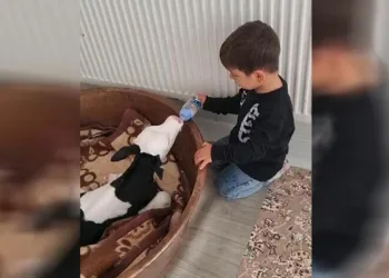 Buzağıyı biberonla besledi