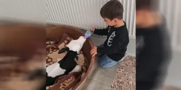 Buzağıyı biberonla besledi