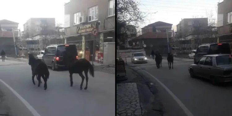 Bursa’da başıboş atlar trafiğe çıktı