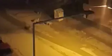 Başıboş köpekler korku dolu anlar yaşattı