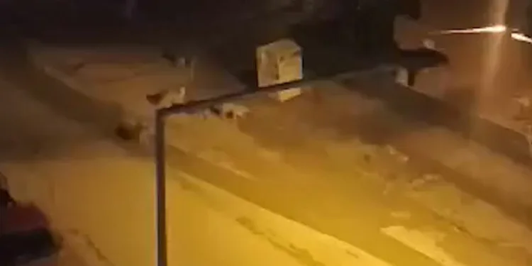 Başıboş köpekler korku dolu anlar yaşattı