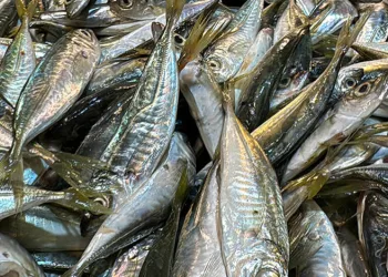 İstavrit 50 liradan tezgaha indi