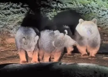 Uyuyamayan ayı ailesi yine görüntülendi