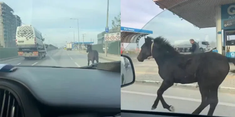 Bursa caddelerinde başıboş tay araçlarla yarıştı