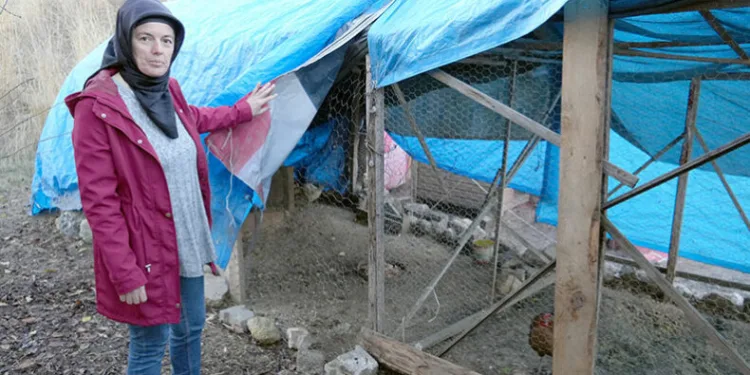 Sokak köpekleri 40 tavuğu telef etti