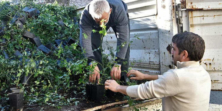 Üreticiye 2 bin 350 kuşburnu fidanı desteği
