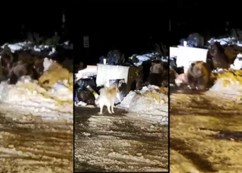 Uyuyamayan ayı ailesi köpeğe saldırdı