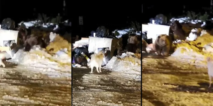 Uyuyamayan ayı ailesi köpeğe saldırdı