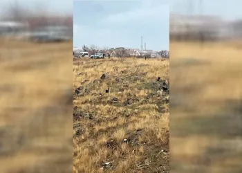 Okula giden çocuğa sokak köpekleri saldırdı