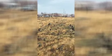 Okula giden çocuğa sokak köpekleri saldırdı