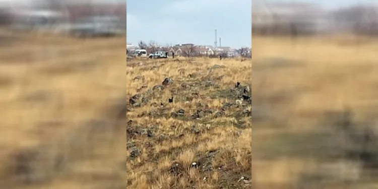 Okula giden çocuğa sokak köpekleri saldırdı