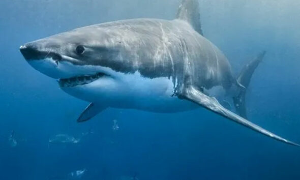 Meksika’da köpek balığı saldırısı