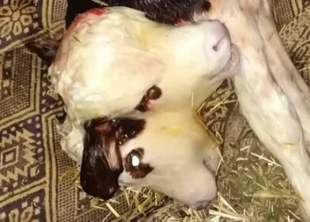 Tokat’ta çift başlı buzağı doğdu